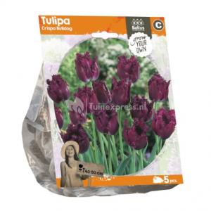 Baltus Tulipa Crispa Bulldog tulpen bloembollen per 5 stuks
